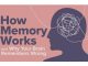 How Memory Works and Why Your Brain Remembers Wrong