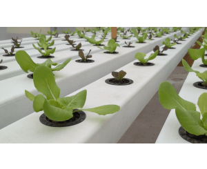 Guide of Home Hydroponics