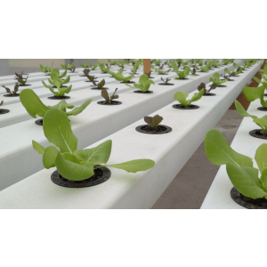 Guide of Home Hydroponics