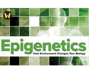 Epigenetics: How Environment Changes Your Biology