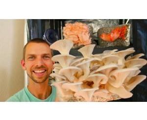 Growing Mushrooms Indoors for Business and Pleasure