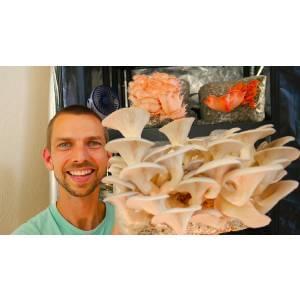 Growing Mushrooms Indoors for Business and Pleasure