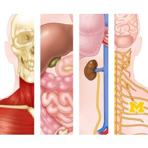 Anatomy Specialization